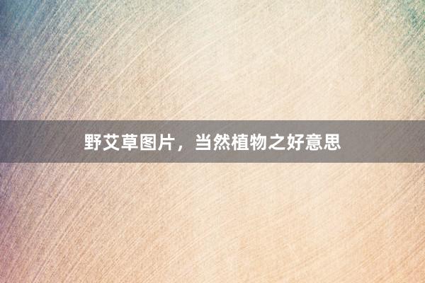 野艾草图片，当然植物之好意思